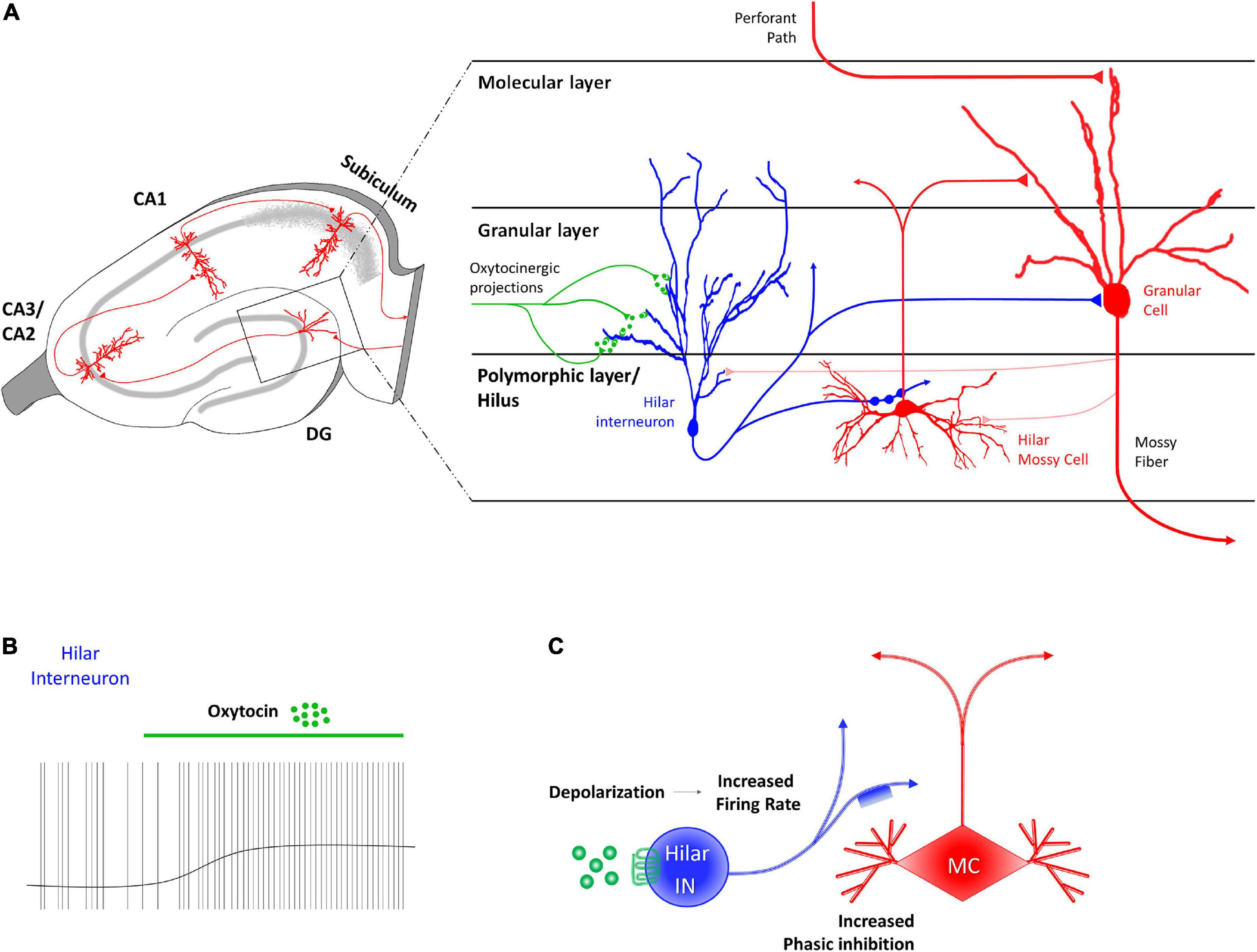 Neuromodulatory functions exerted by oxytocin on different populations of hippocampal neurons in rodents